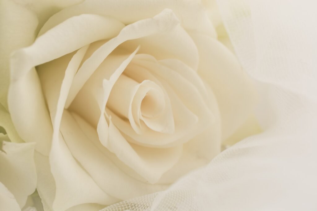 Gallery photo - Wedding white bridal veil and white rose flower bouquet.